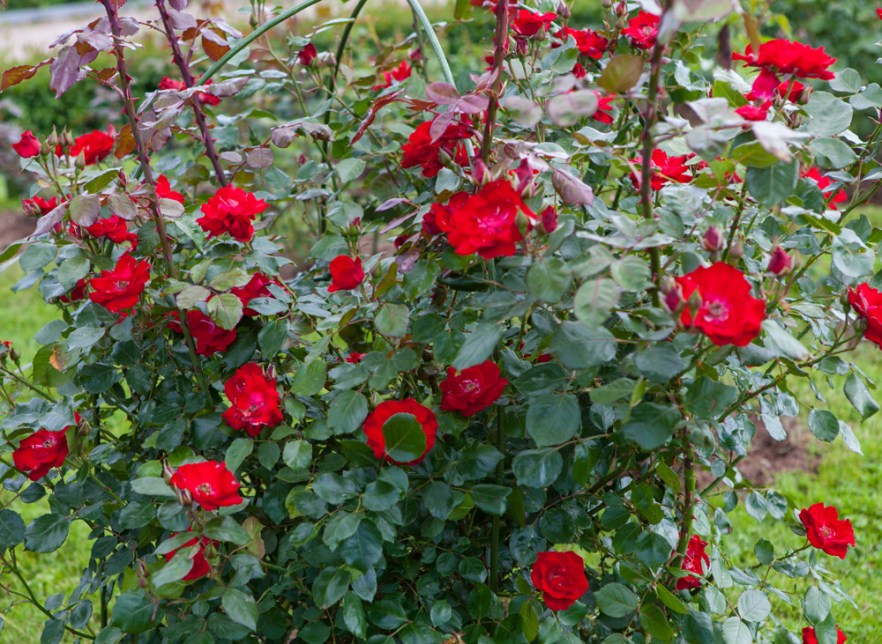 20140622_Rundales-1032