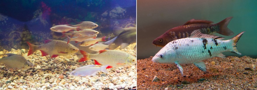 20140626_aVortsjarv-1013