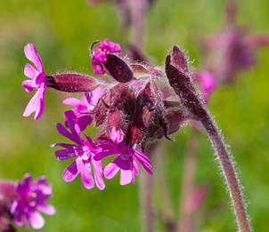 20150530_MylziIsanta-114