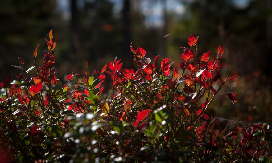 20151011_MylziSyys-1021