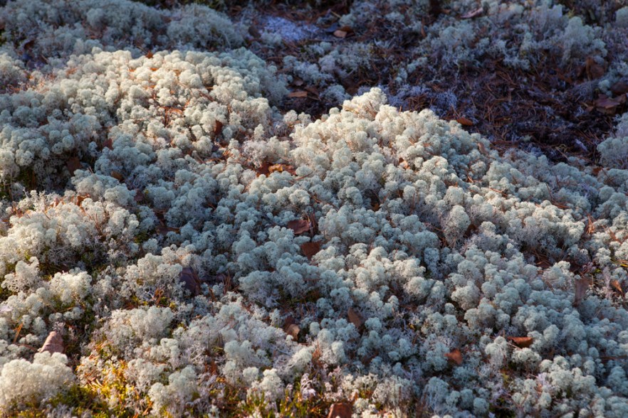 20151011_MylziSyys-1027