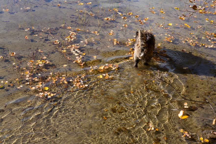 20151011_MylziSyys-1054