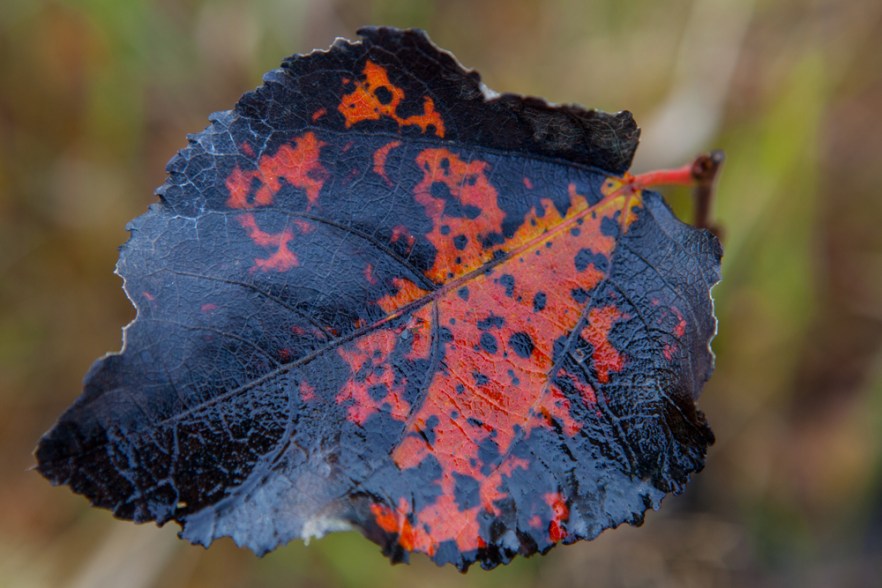 20151011_MylziSyys-1057