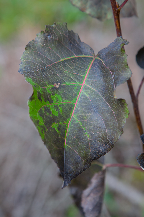 20151011_MylziSyys-1059