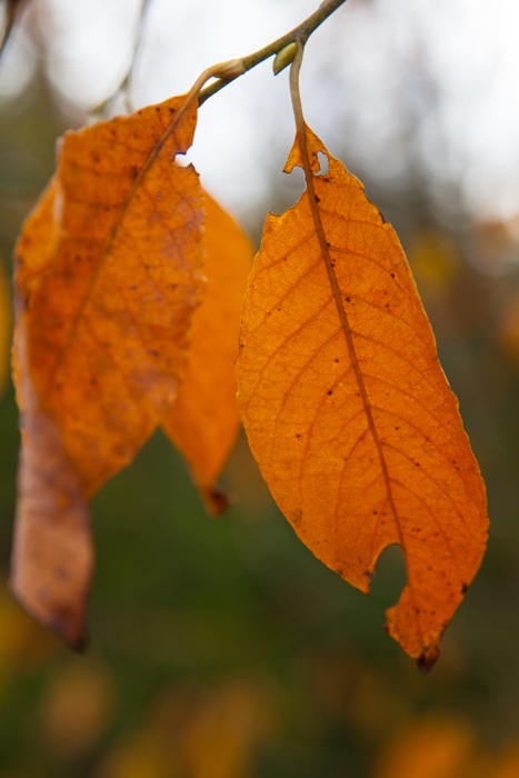 20151011_MylziSyys-1060