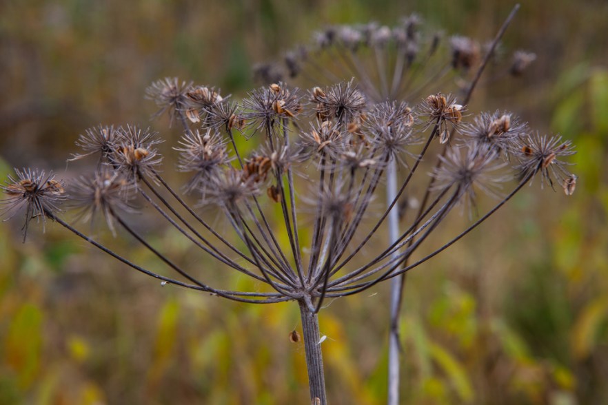 20151011_MylziSyys-1061