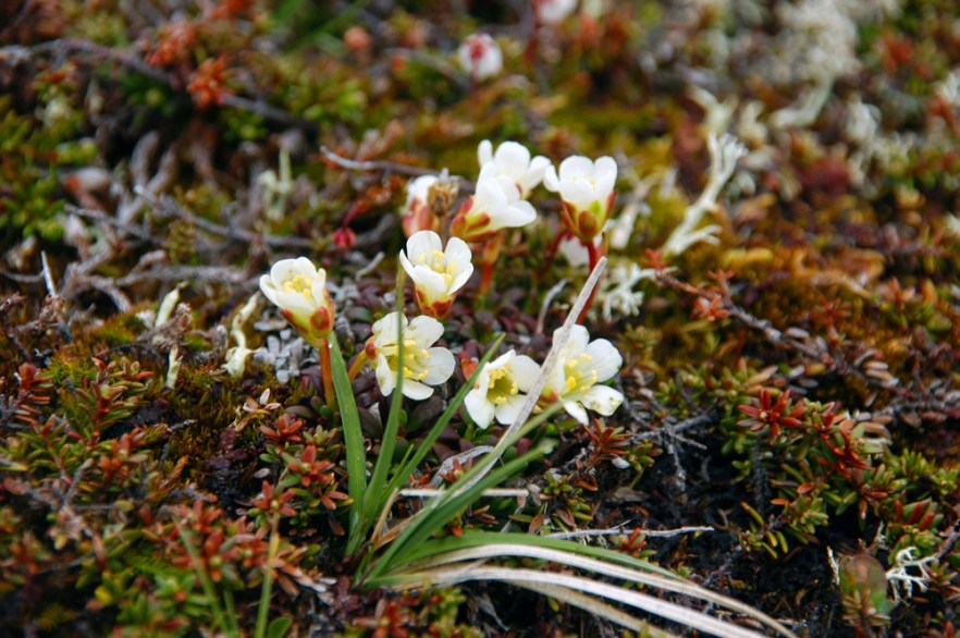 0896_Riksgransen_SWE_KASIVARSI_220608