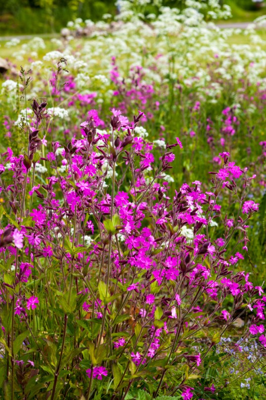 20150620_JuhannusMlz-102