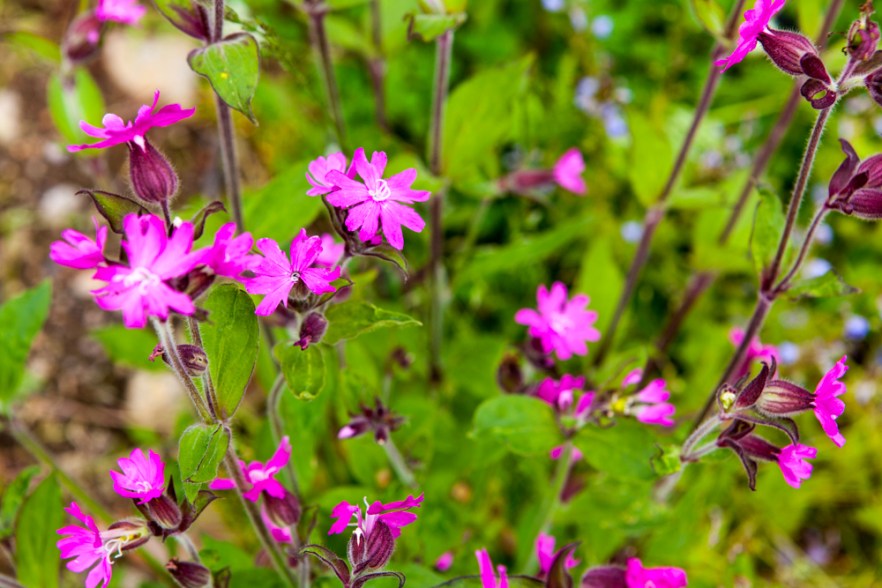 20150620_JuhannusMlz-103