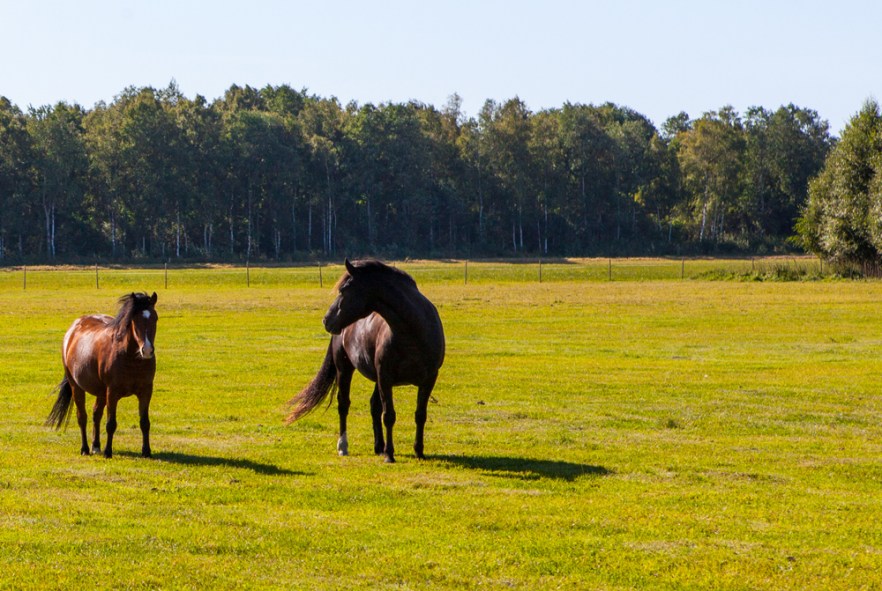 20150818_vanamoisa-1020