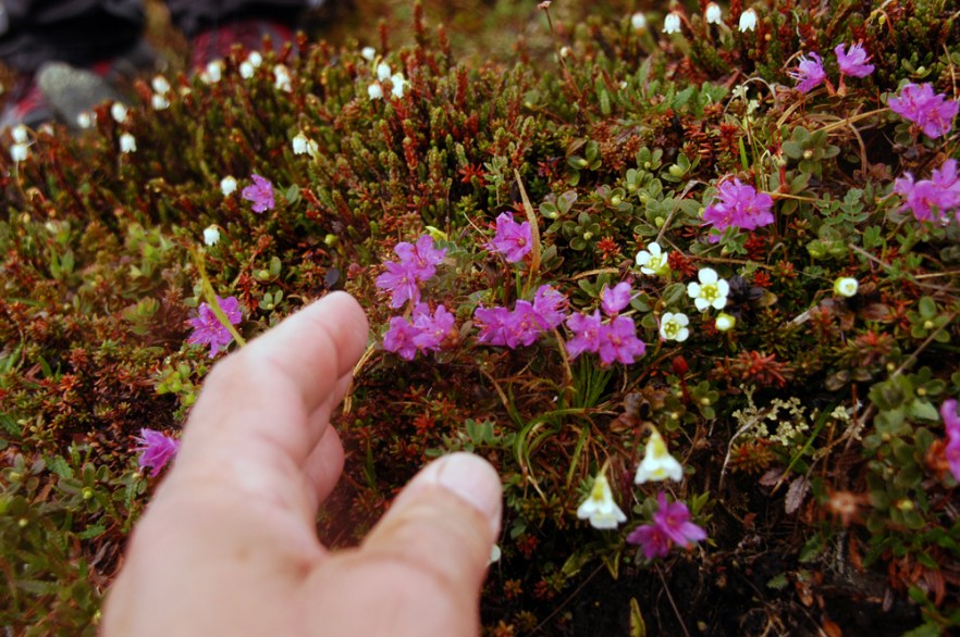 1330_Rhodo_Saana_KASIVARSI_240608