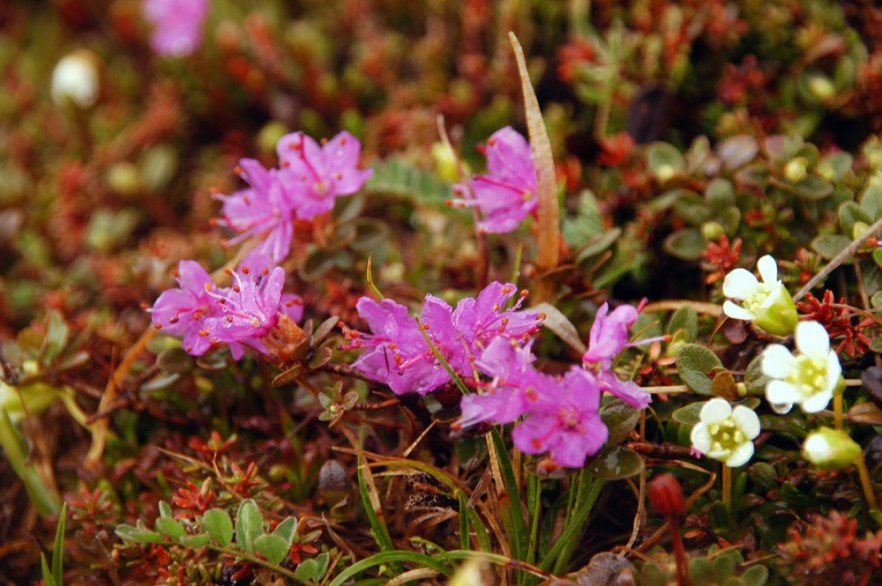 1333_Rhodo_Saana_KASIVARSI_240608