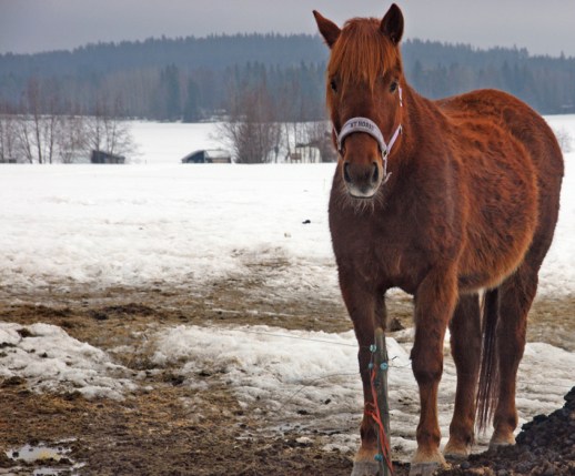 2009_04_13_Vuokatt_paluu_ (1467)