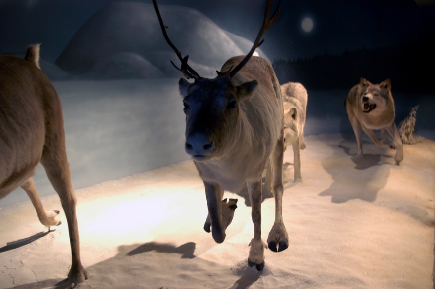 20100422a_LAPPI_Poropuisto_ (1354)