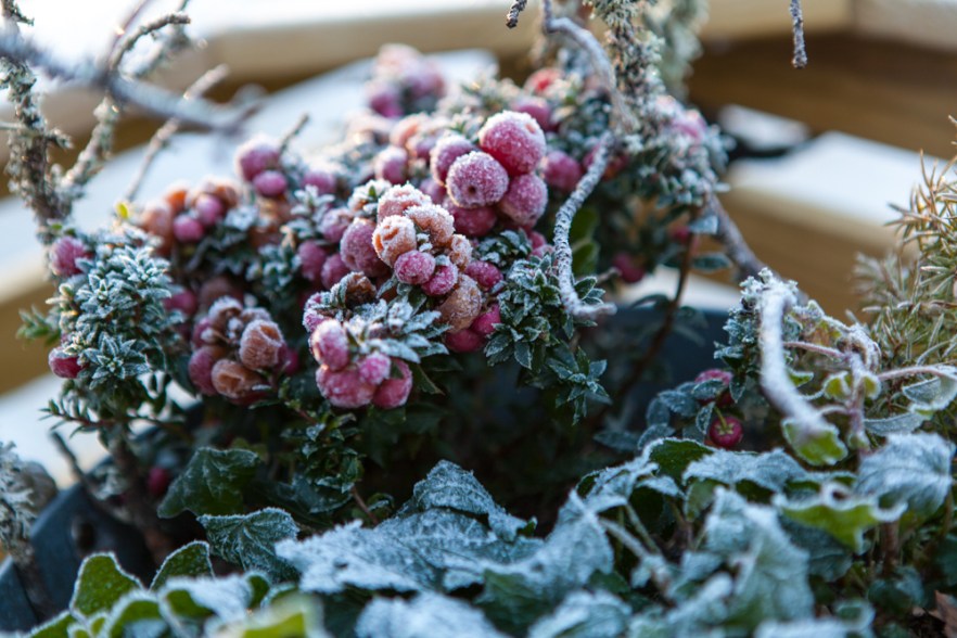 2015_12_MysyICE-1015