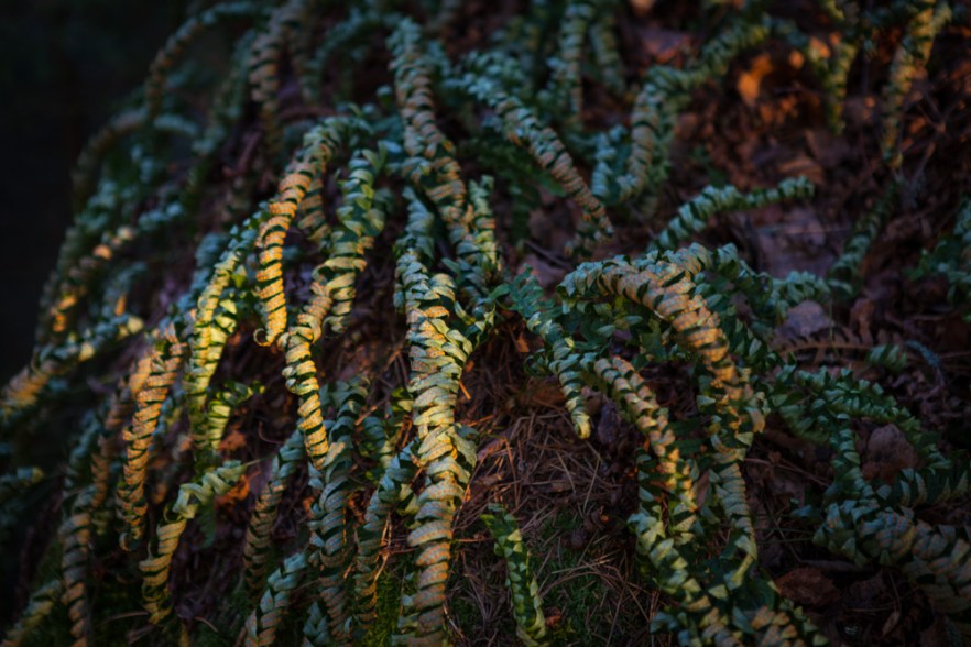 2015_12_MysyICE-1018