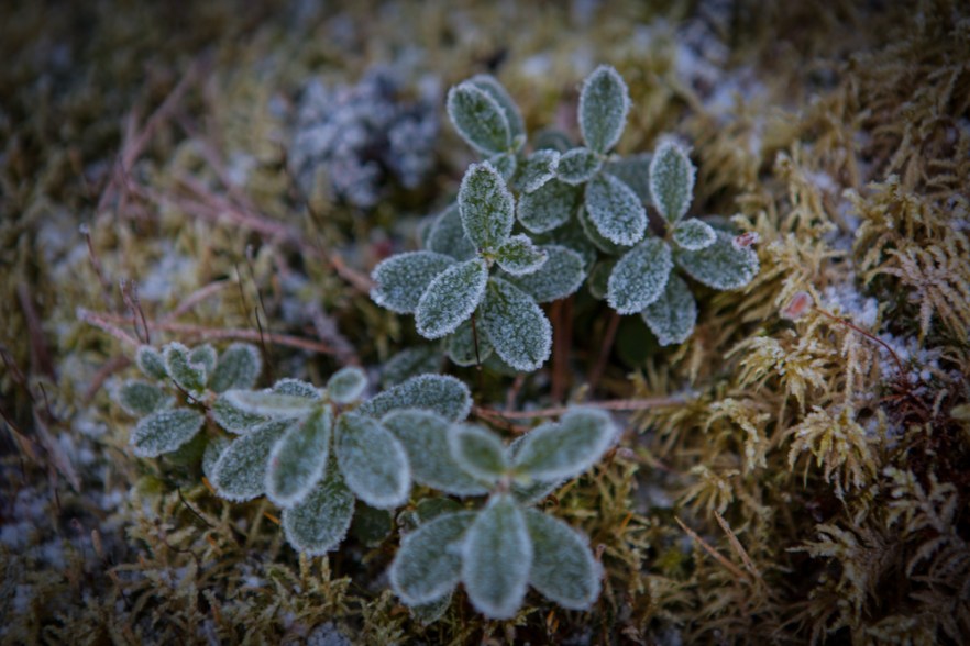 2015_12_MysyICE-1019