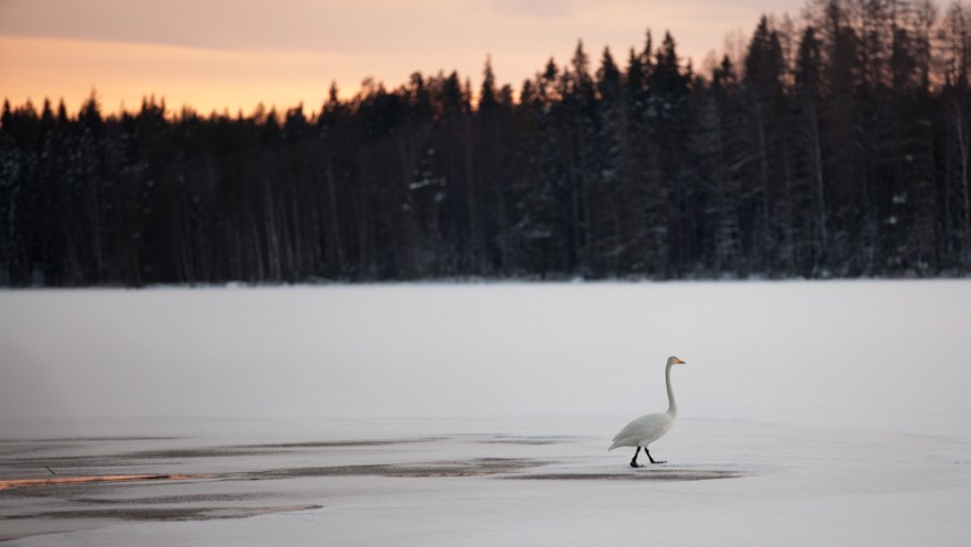 MylTalko_20160227-102-2