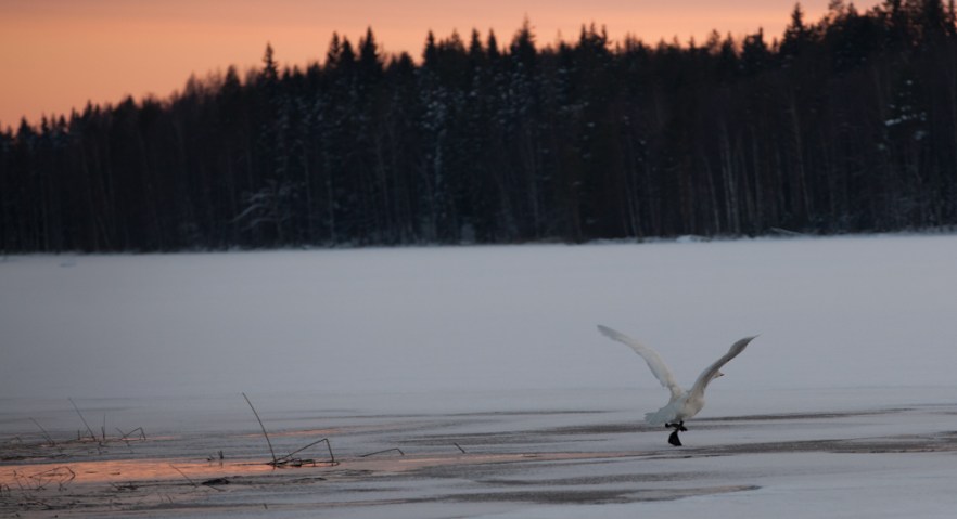 MylTalko_20160227-103-2