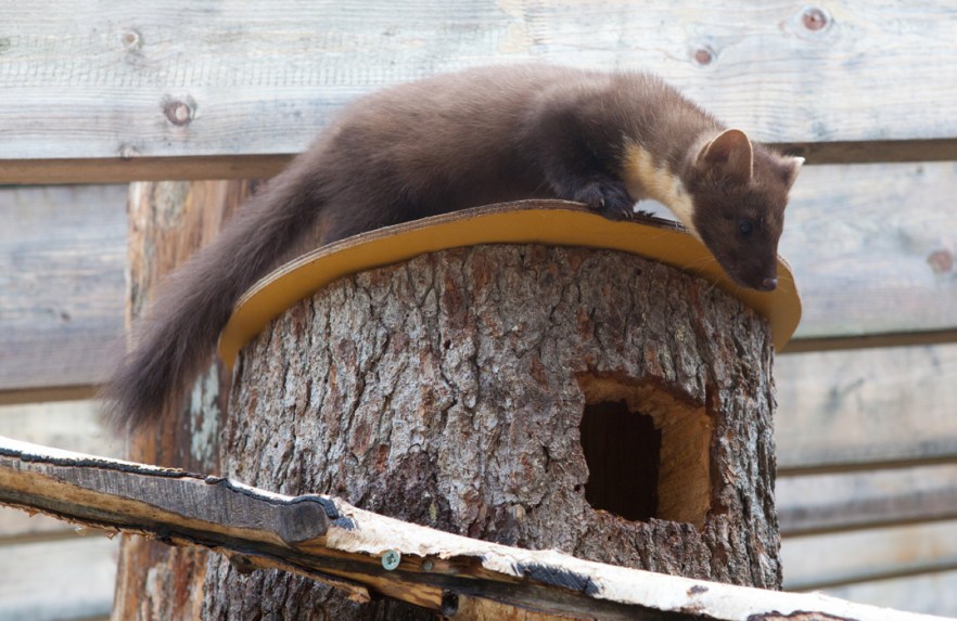 20100801a_RanuaZoo_ (1879).jpg