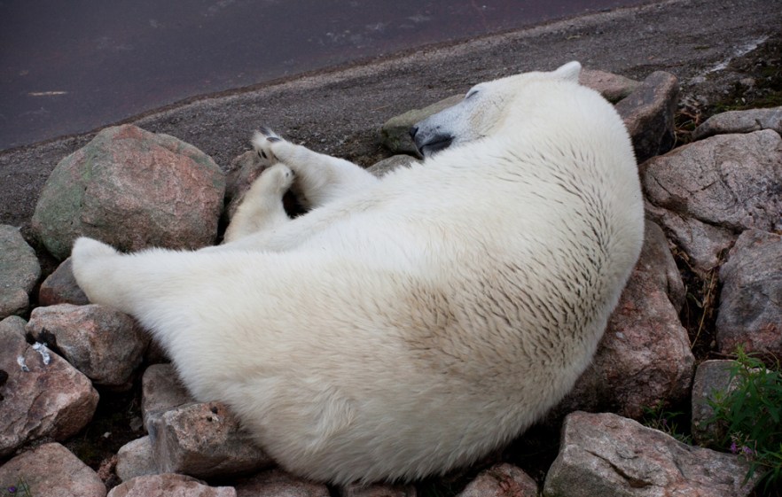 20100801a_RanuaZoo_ (1922)