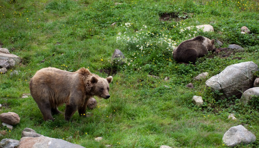 20100801a_RanuaZoo_ (1929).jpg