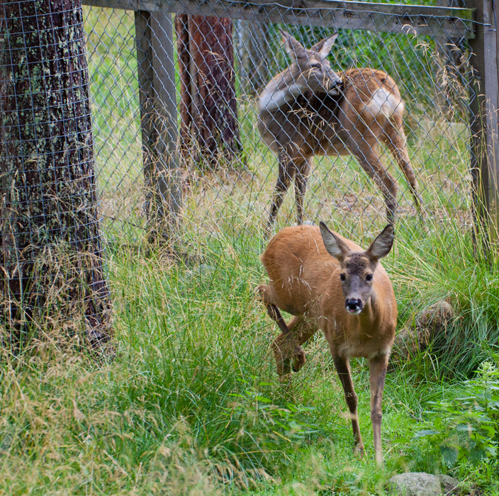 20100801a_RanuaZoo_ (1952).jpg