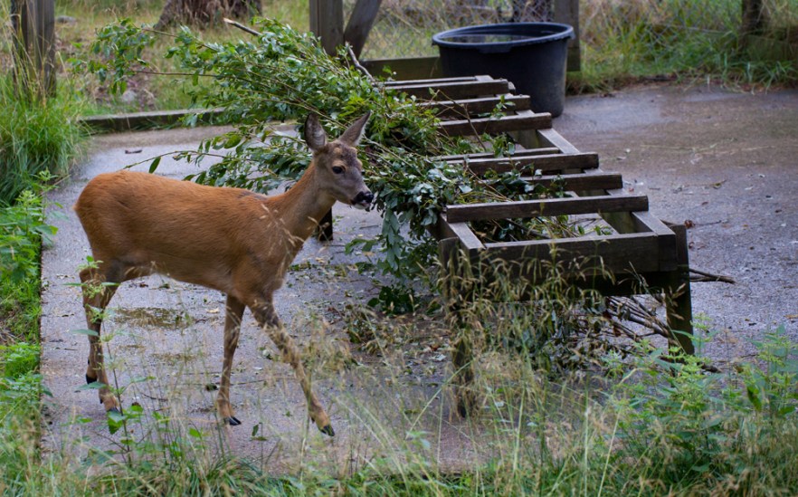 20100801a_RanuaZoo_ (1953).jpg