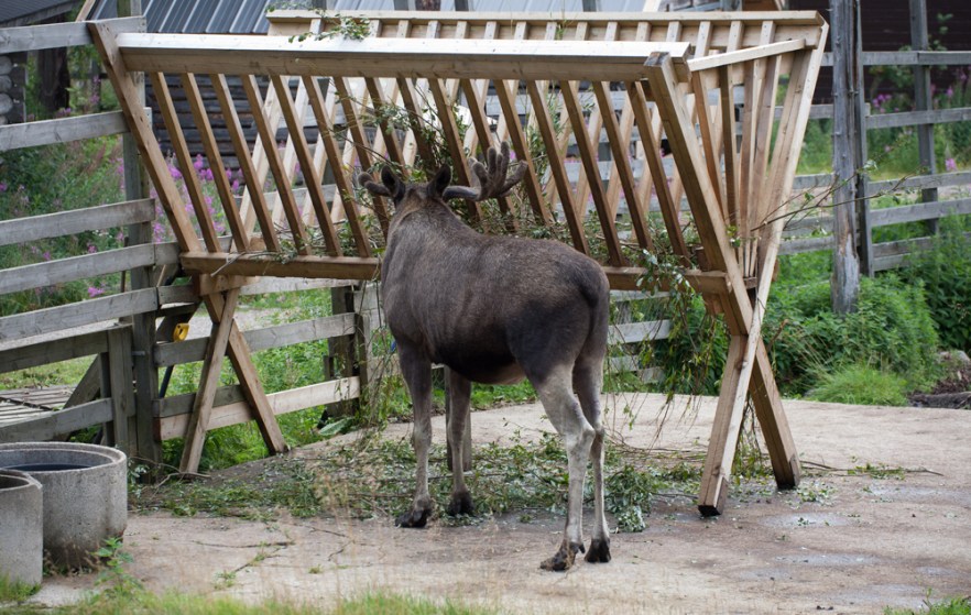 20100801a_RanuaZoo_ (1954).jpg