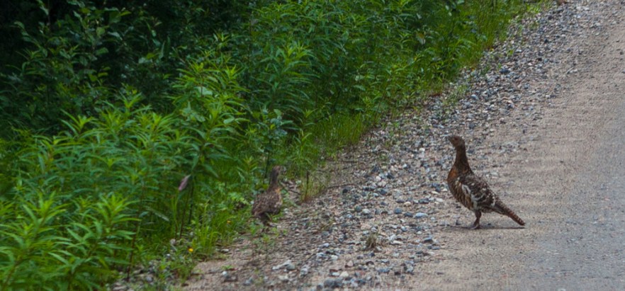 20150724_aMyllyniemi-1080