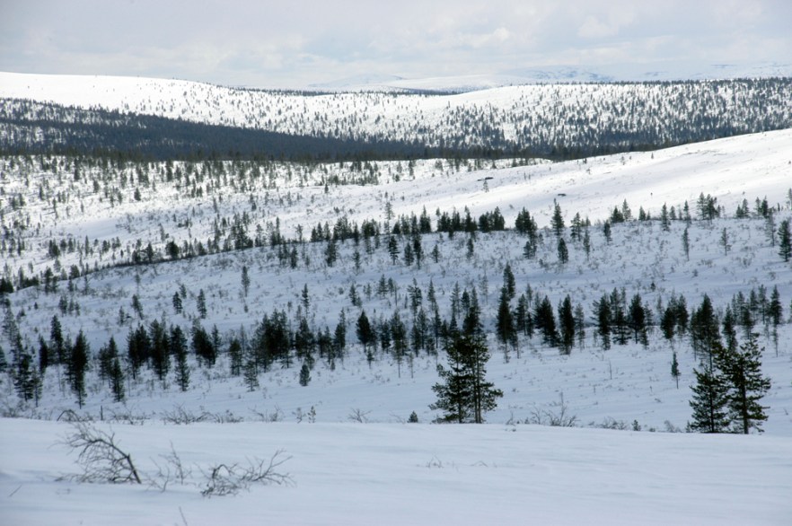 20100423_LAPPI_Saariselkä_ (1661).JPG