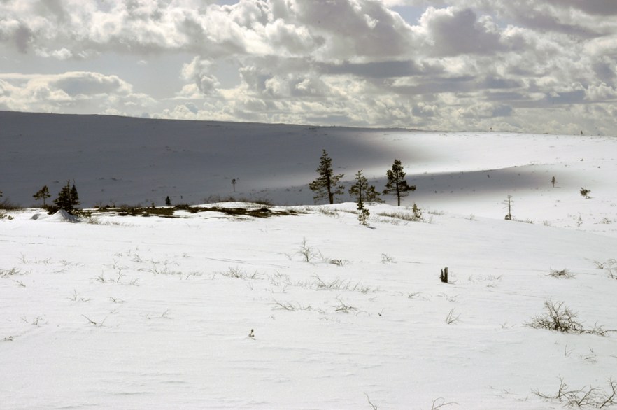 20100423_LAPPI_Saariselkä_ (1749).JPG