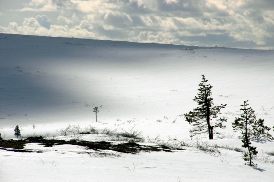 20100423_LAPPI_Saariselkä_ (1752).JPG