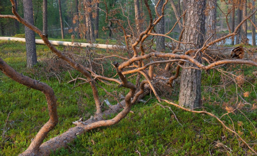 20100729C_HossaVilliPohjola_ (1465).jpg