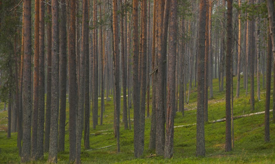 20100730c_Hossajarvi_ (1570).jpg