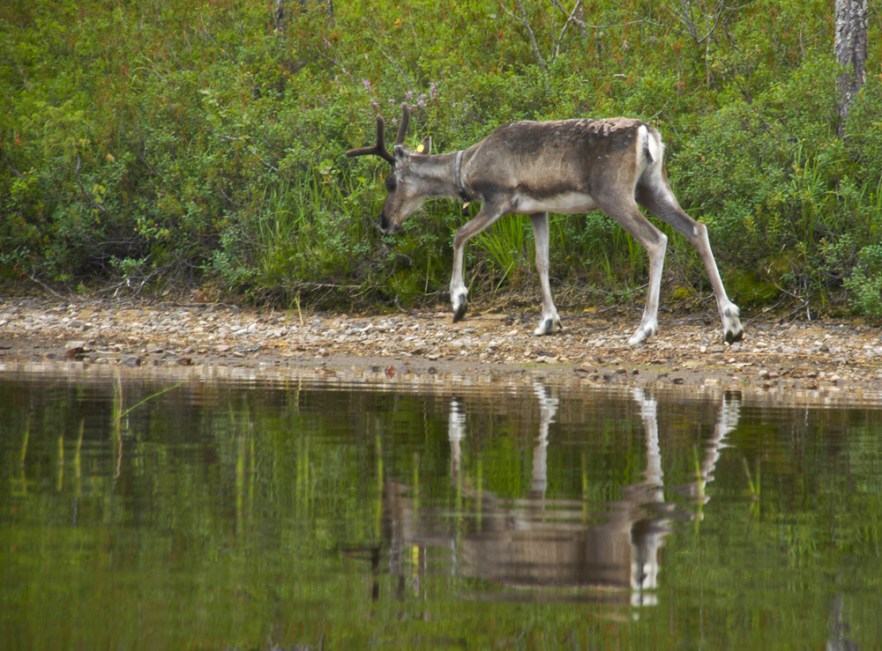 20100730c_Hossajarvi_ (1583).jpg