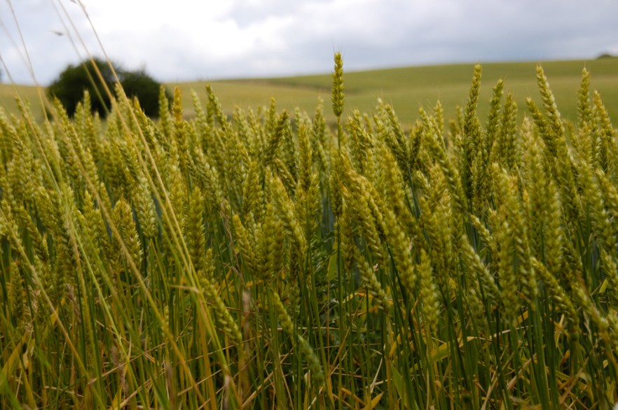 0016_100709_Skone_SWE_ (3269).jpg