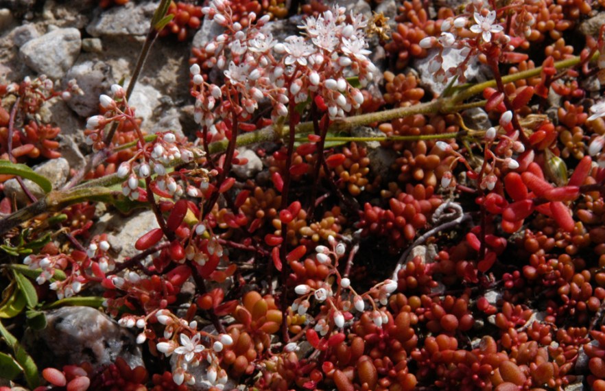 008-050709_2LongeErik_SWE_ (1810).jpg