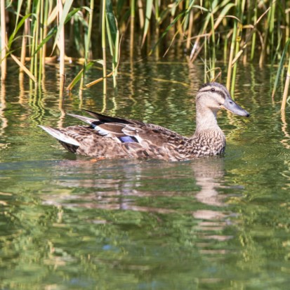 20160719_Ihala-Py-Me-202