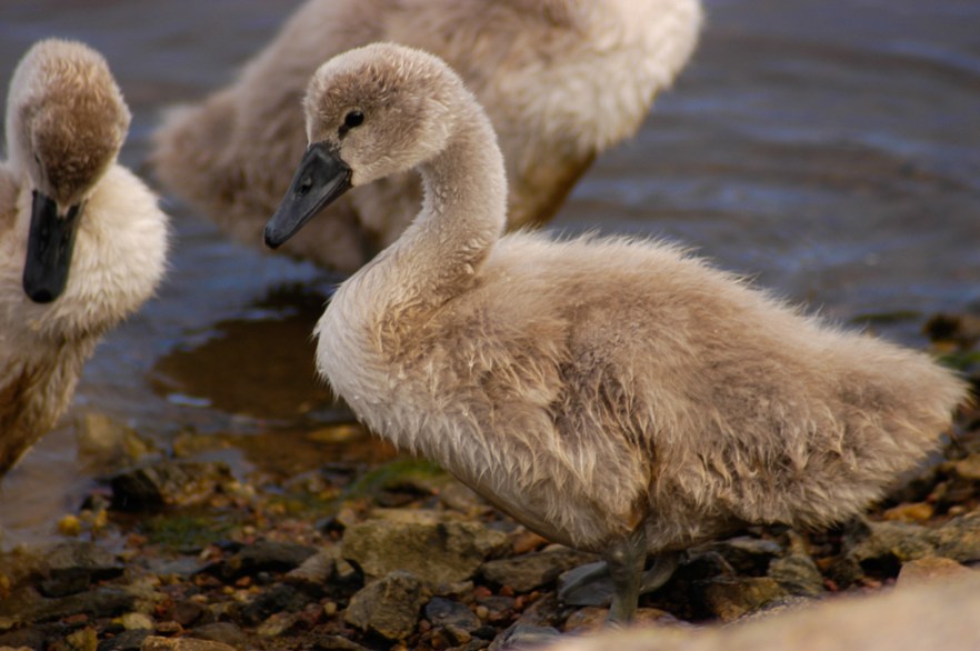 0025_120709_Hamburgsund_SWE_ (3784).jpg