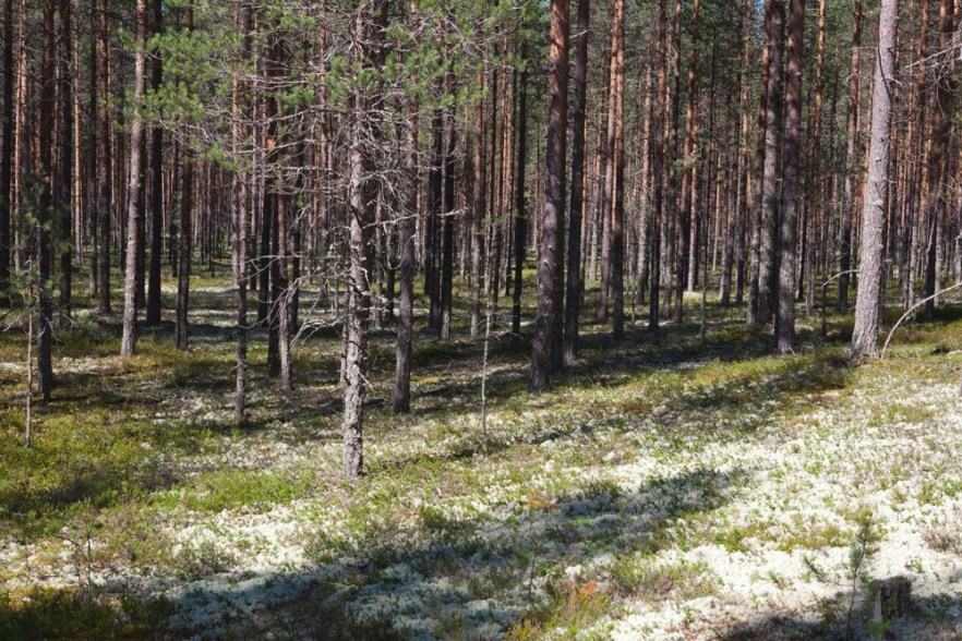 20110728_g-Ruununhel_ (1990).jpg