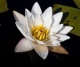 20110728_kohtauspSFC_ (1046).jpg