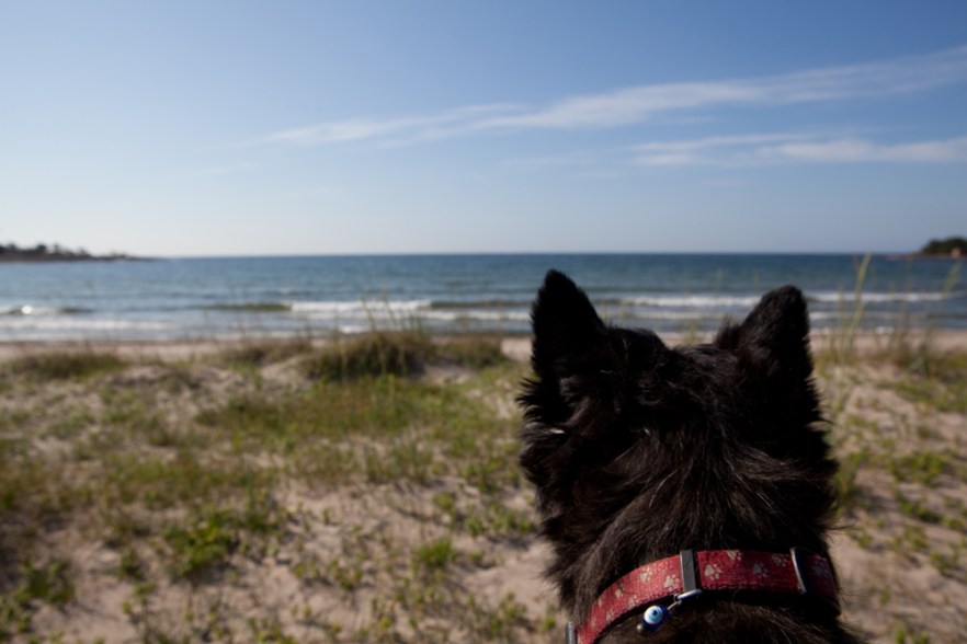 110622J_Degersand_ (1902).jpg