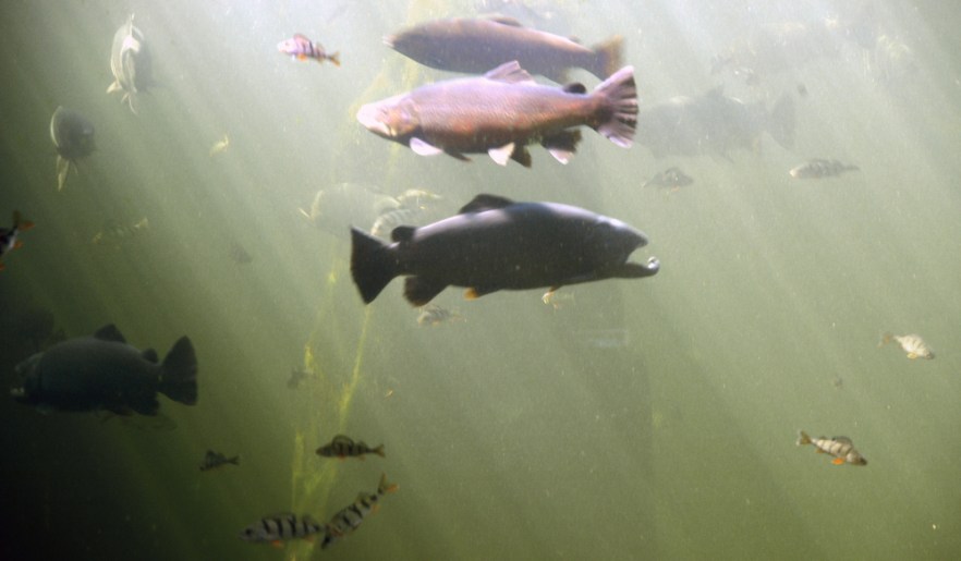 KOTKA_110807_ (1028)